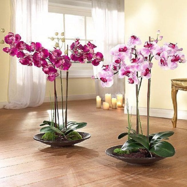 Разведение орхидей — хобби многих цветоводов